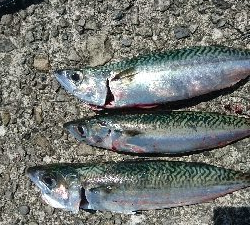 ライトショアジギング サバ