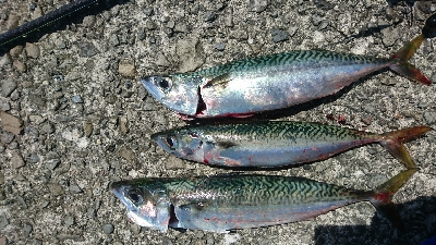 ライトショアジギング サバ