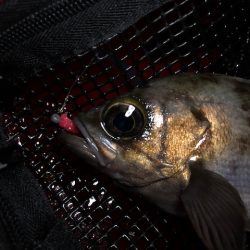 二見メバリング20