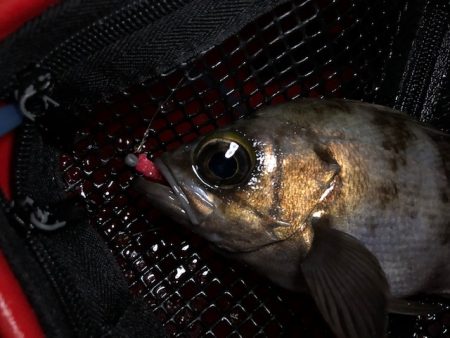 二見メバリング20