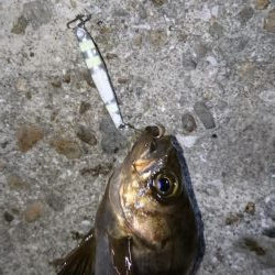 久しぶりにメバリング