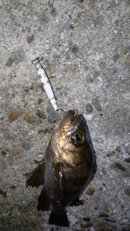 久しぶりにメバリング