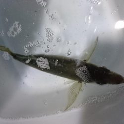 アジング初釣果