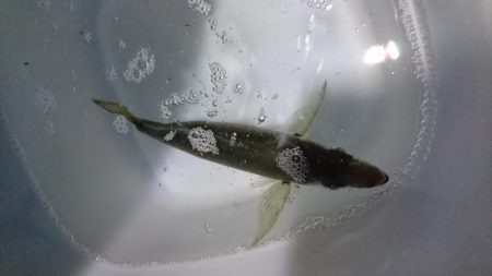 アジング初釣果