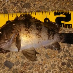 短時間メバリング