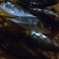 良型アジメバル爆釣