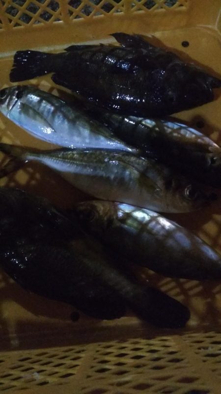 良型アジメバル爆釣