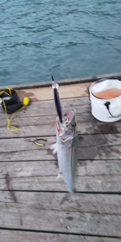 サゴシのジャンプ