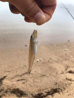 令和初キス釣り
