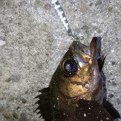 久しぶりにメバリング