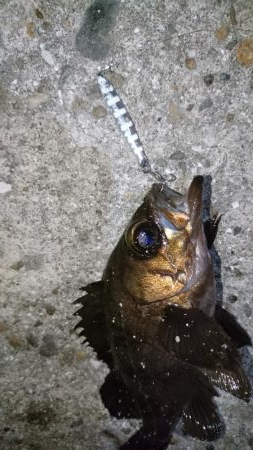 久しぶりにメバリング