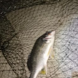 シーバス釣りでも結果は(-_-)