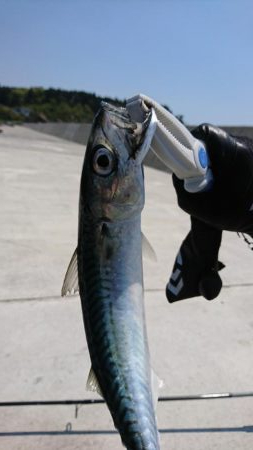 ライトショアジギング