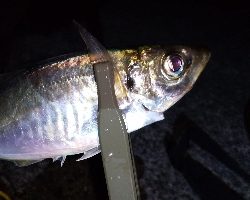 リベンジ成功(^^)/