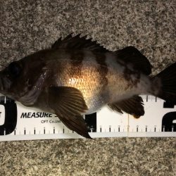 二見メバリング21