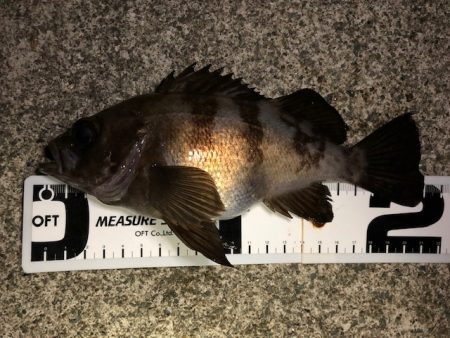 二見メバリング21