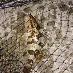 シーバス釣りでも結果は(-_-)