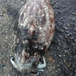 teamゲッソー調査隊