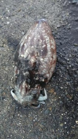 teamゲッソー調査隊