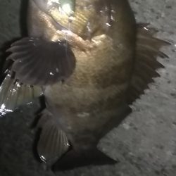 良型アジメバル爆釣