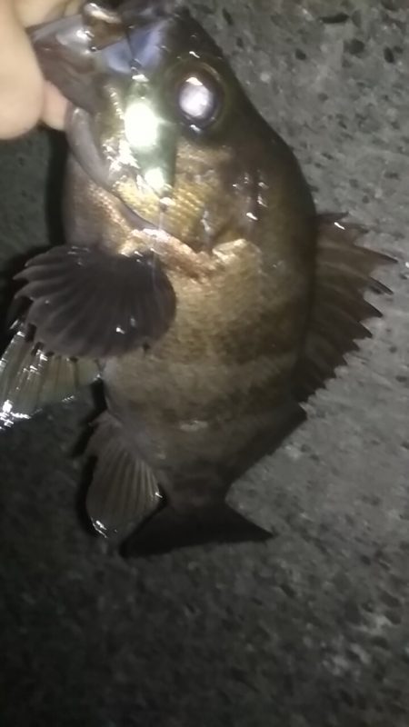 良型アジメバル爆釣