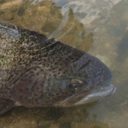 フィッシングレイクたかみや 釣果