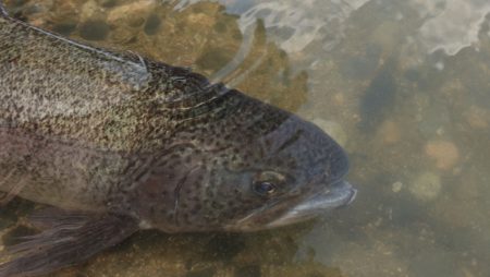 フィッシングレイクたかみや 釣果