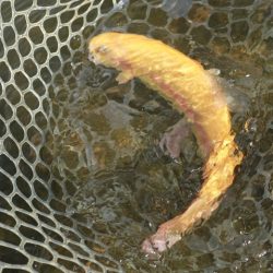 フィッシングレイクたかみや 釣果