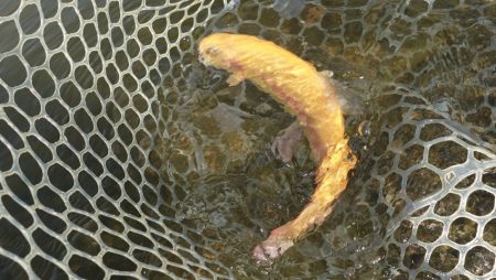 フィッシングレイクたかみや 釣果