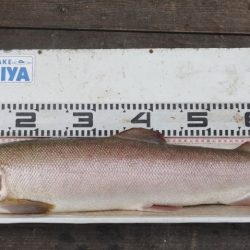 フィッシングレイクたかみや 釣果