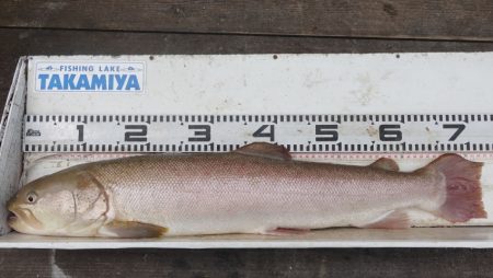 フィッシングレイクたかみや 釣果