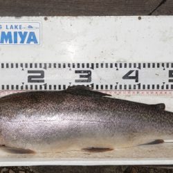 フィッシングレイクたかみや 釣果