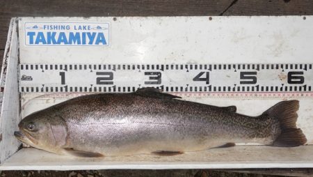 フィッシングレイクたかみや 釣果