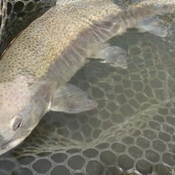 フィッシングレイクたかみや 釣果