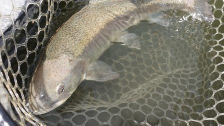 フィッシングレイクたかみや 釣果