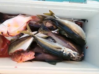 松福丸 釣果