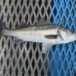 オリジナルメーカー海づり公園(市原市海づり施設) 釣果