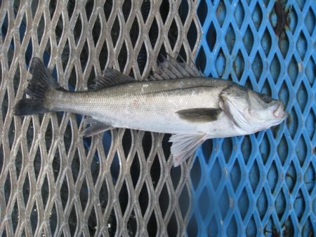 オリジナルメーカー海づり公園(市原市海づり…