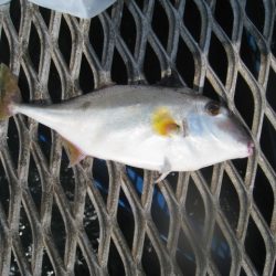 オリジナルメーカー海づり公園(市原市海づり施設) 釣果