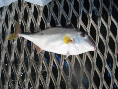 オリジナルメーカー海づり公園(市原市海づり施設) 釣果