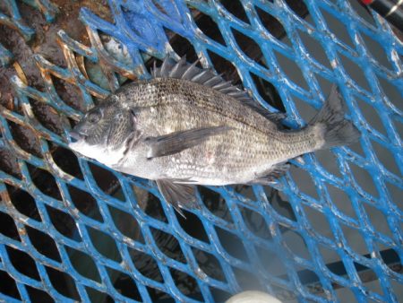 オリジナルメーカー海づり公園(市原市海づり施設) 釣果