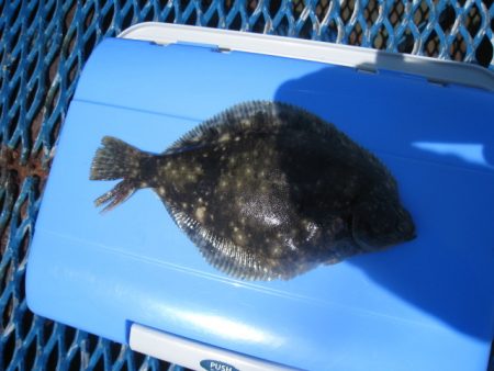 オリジナルメーカー海づり公園(市原市海づり施設) 釣果