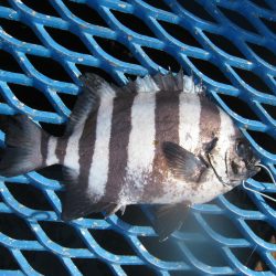 オリジナルメーカー海づり公園(市原市海づり施設) 釣果