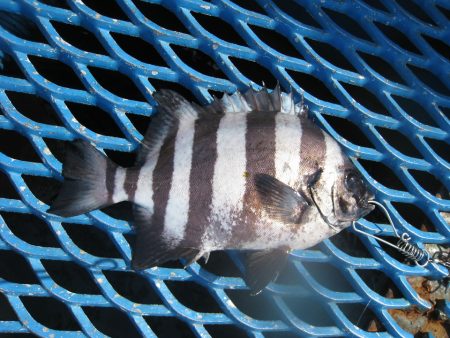 オリジナルメーカー海づり公園(市原市海づり施設) 釣果