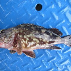 オリジナルメーカー海づり公園(市原市海づり施設) 釣果