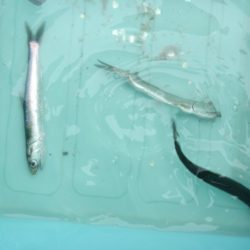 オリジナルメーカー海づり公園(市原市海づり施設) 釣果