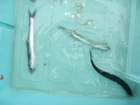 オリジナルメーカー海づり公園(市原市海づり施設) 釣果