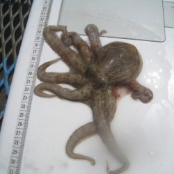 オリジナルメーカー海づり公園(市原市海づり施設) 釣果