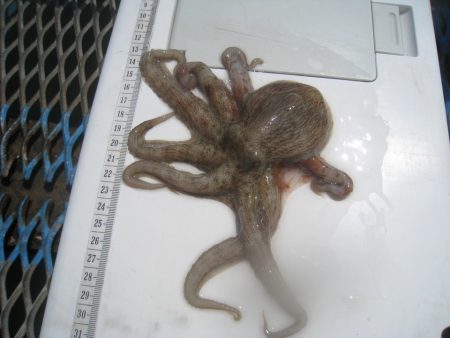 オリジナルメーカー海づり公園(市原市海づり施設) 釣果