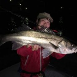 シーマジカル 釣果